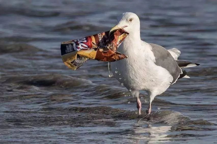 塑料-海洋污染